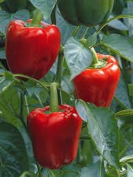 Pimientos